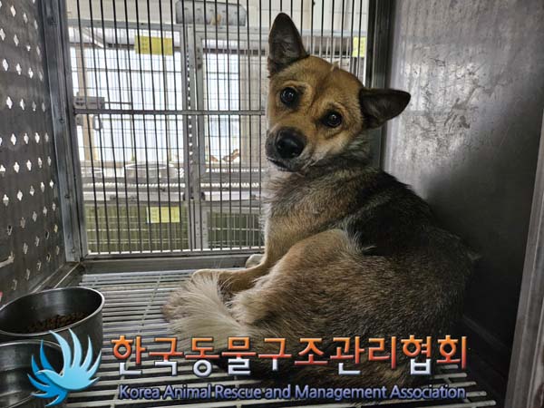 한국동물구조관리협회_441560202401264